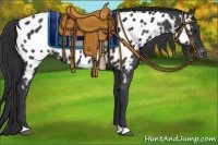 Horse Color:Black Appaloosa