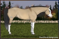 Horse Color:Brown Dun Splash