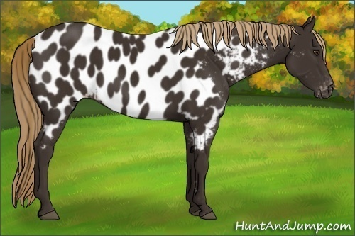 Horse Color:Liver Chestnut Appaloosa 