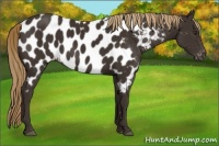 Horse Color:Liver Chestnut Appaloosa 
