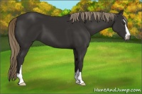 Horse Color:Liver Chestnut Sabino