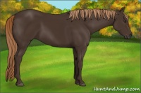 Horse Color:Liver Chestnut Rabicano 