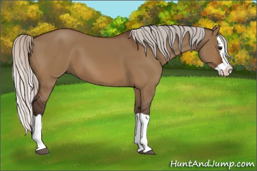 Horse Color:Silver Brown Dun Splash