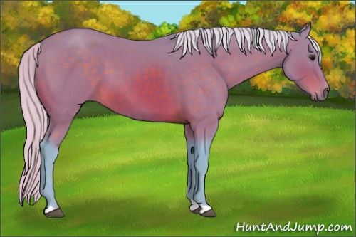 Horse Color:Watercolor Silver Brown 