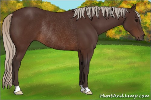 Horse Color:Silver Brown Rabicano 