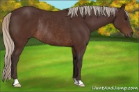 Horse Color:Silver Brown Rabicano 