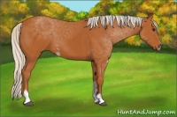 Horse Color:Silver Bay Sabino Rabicano 