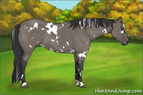 Horse Color:White Spotted Grullo