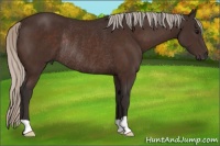 Horse Color:Silver Brown Rabicano 
