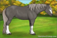Horse Color:White Spotted Silver Black