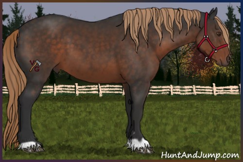 Horse Color:Liver Chestnut 
