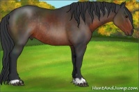 Horse Color:Brown Rabicano