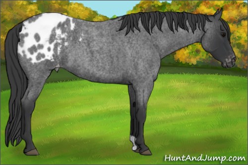 Horse Color:Blue Roan Appaloosa 