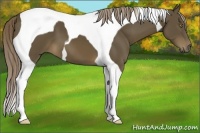 Horse Color:Chocolate Palomino Tobiano 