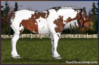 Horse Color:White Spotted Brown Tobiano 
