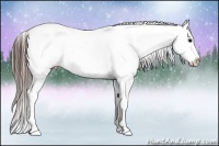Horse Color:White Spotted Bay Splash Appaloosa