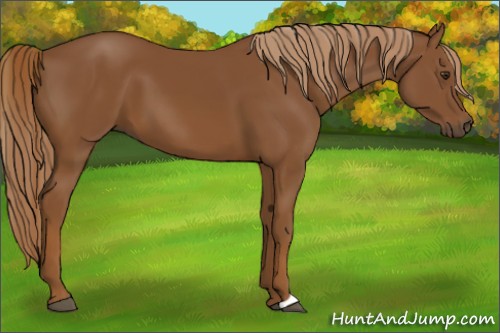 Horse Color:Chestnut 
