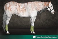 Horse Color:White Spotted Bay Splash  and Gray White Spotted Bay Splash 