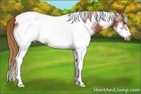 Horse Color:White Spotted Chestnut Tobiano Frame Appaloosa