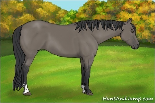 Horse Color:Grullo Sabino