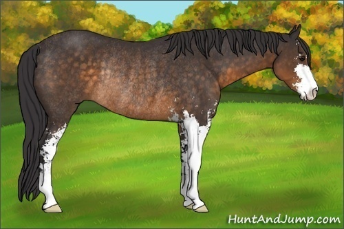 Horse Color:Buckskin Sabino Rabicano