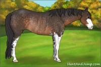 Horse Color:Buckskin Sabino Rabicano 