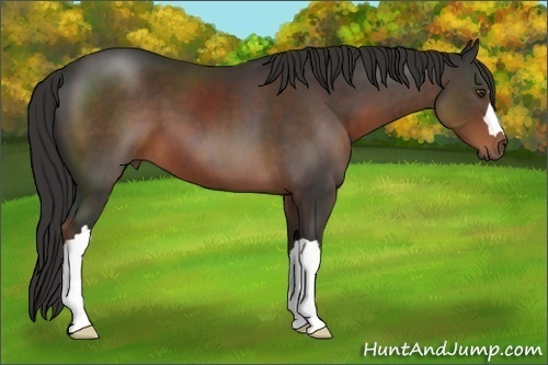 Horse Color:Liver Chestnut 