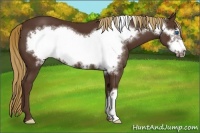Horse Color:Liver Chestnut Frame 