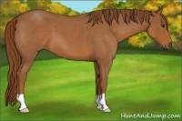 Horse Color:Red Roan 