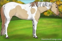 Horse Color:Red Dun Tobiano