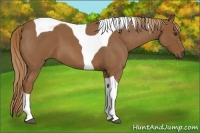 Horse Color:Red Roan Tobiano 