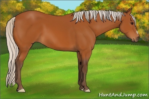 Horse Color:Silver Bay 