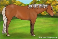 Horse Color:Silver Bay 