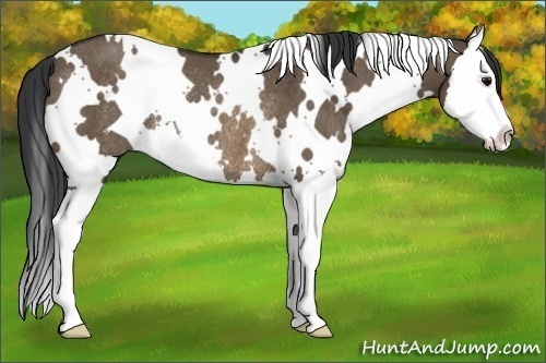Horse Color:White Spotted Brown Dun Splash Rabicano 