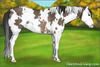 Horse Color:White Spotted Brown Dun Splash Rabicano
