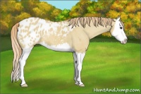 Horse Color:Red Dun Splash Appaloosa 