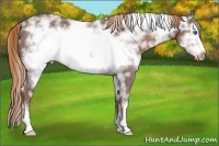 Horse Color:White Spotted Liver Chestnut Ice Sabino Frame Rabicano 