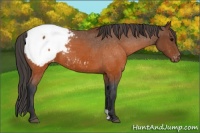 Horse Color:Brown Appaloosa 