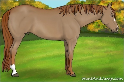 Horse Color:Chestnut 