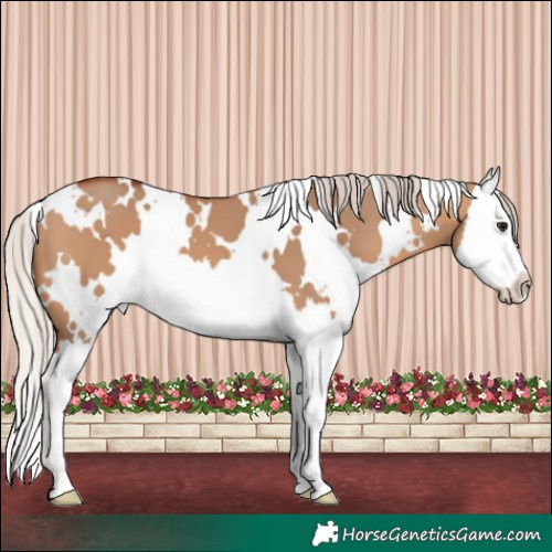 Horse Color:White Spotted Silver Brown Dun Splash 