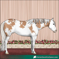 Horse Color:White Spotted Silver Brown Dun Splash 