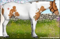 Horse Color:White Spotted Silver Bay Tobiano Appaloosa 