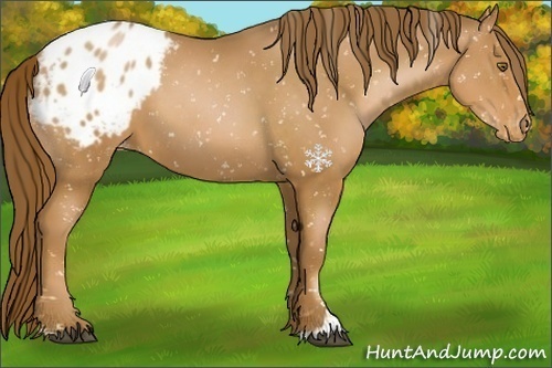 Horse Color:Liver Chestnut Pearl Sabino Appaloosa 