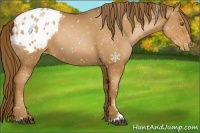 Horse Color:Liver Chestnut Pearl Sabino Appaloosa 