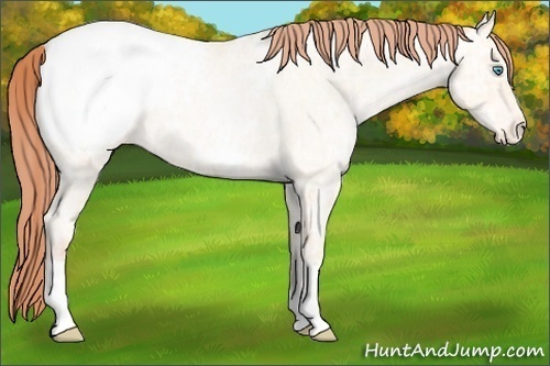 Horse Color:Sable Cream Champagne Ice Roan Pearl Appaloosa 