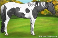 Horse Color:Black Tobiano Varnish