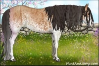 Horse Color:White Spotted Bay Splash  and White Spotted Bay Dun Splash 