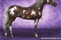 Horse Color:White Spotted Silver Brown