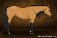 Horse Color:Gray Buckskin 
