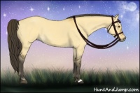 Horse Color:Buckskin Dun 
